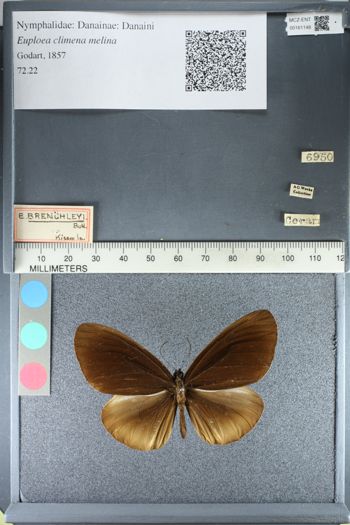 Media type: image;   Entomology 161148